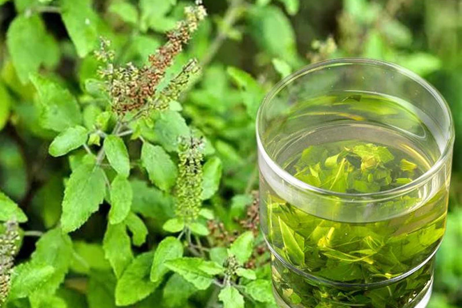 This remedy of Tulsi water is very miraculous, luck will wake up in no time